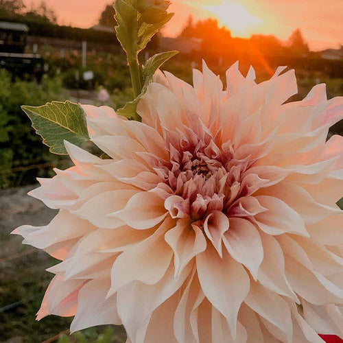 Café au Lait Dahlia Cutting – Creamy 10” Dinnerplate Blooms