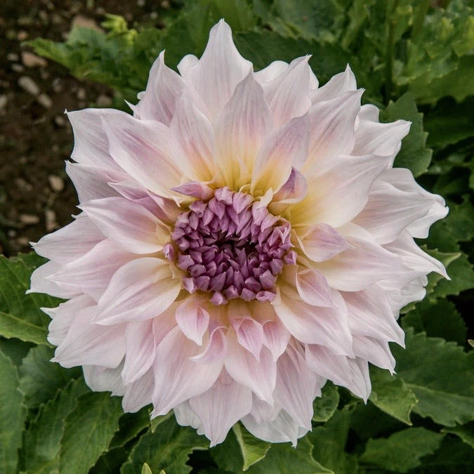 Shiloh Noelle Dahlia Tuber – Blush Lavender Dinnerplate