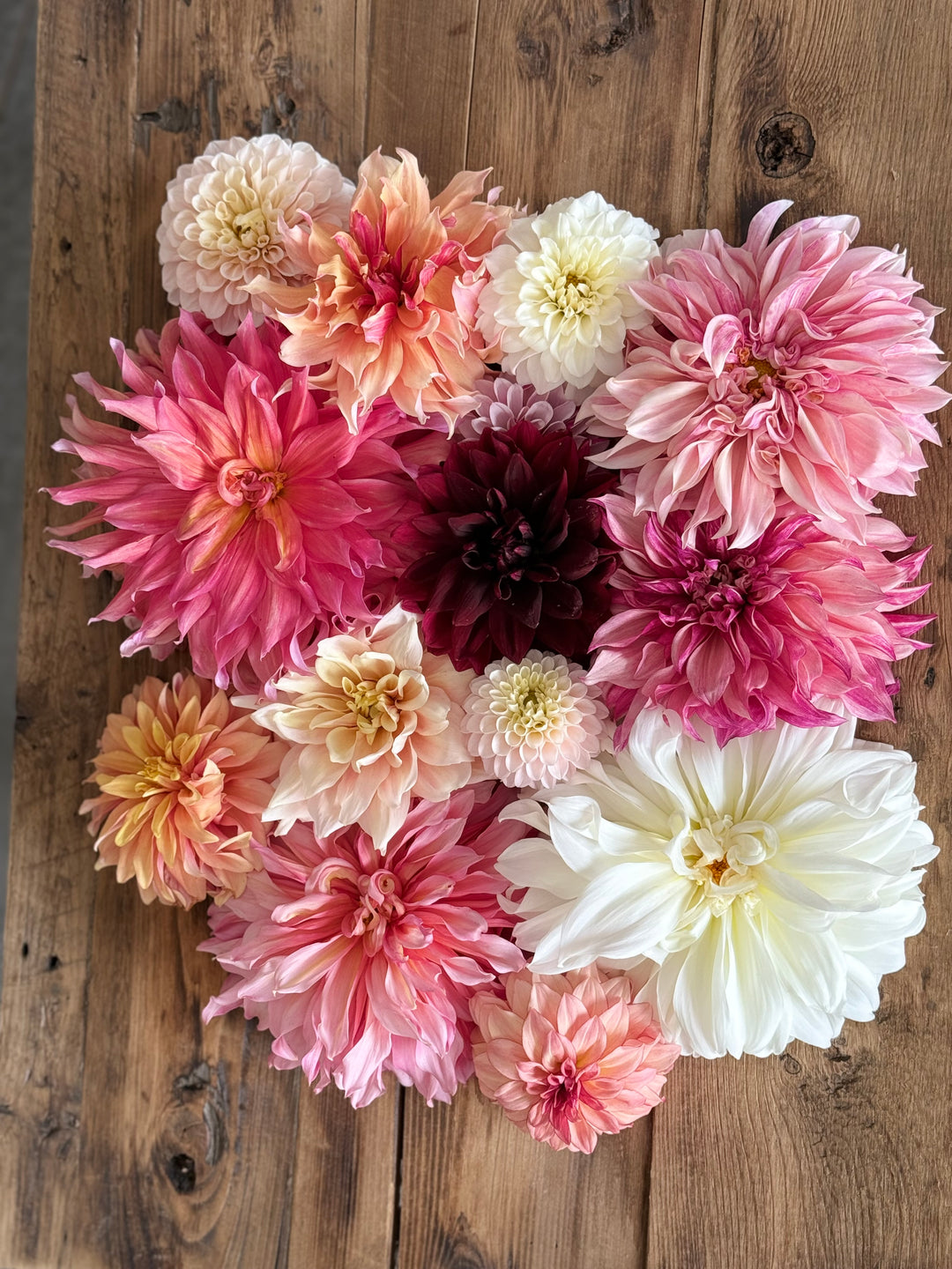 Salish Twilight Girl Dahlia Tuber – Limited Specialty Variety - Buy 4 GET 1 FREE!