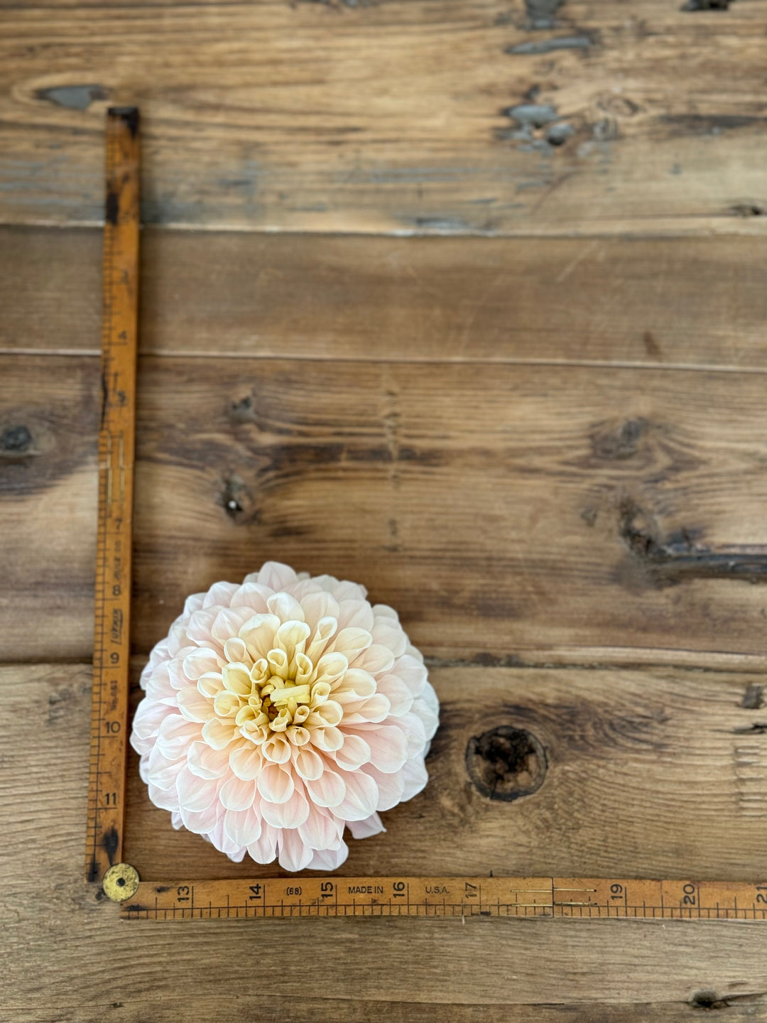 Sweet Nathalie Dahlia Tuber –  Heirloom Blush Favorite - Buy 4 GET 1 FREE!