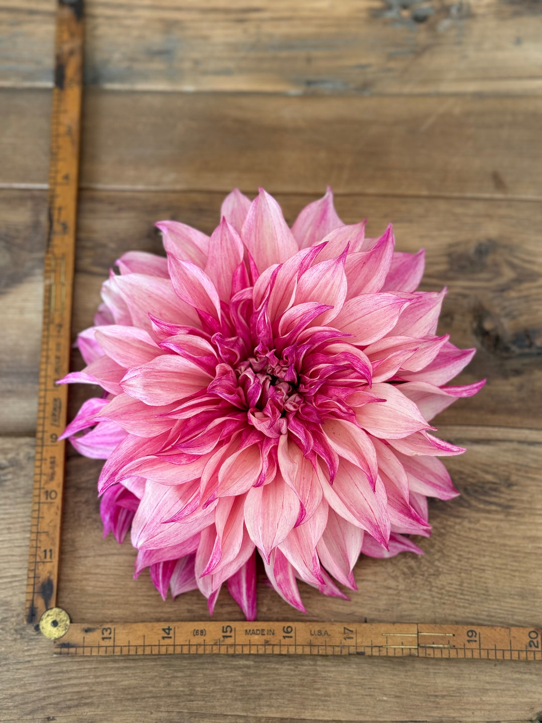Café au Lait Rose Dahlia Tuber –  Blush 10” Dinnerplate Blooms - Buy 4 GET 1 FREE!