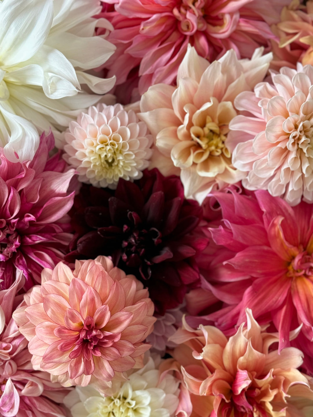 Belle of Bamera (Dinnerplate) Dahlia Tuber - Rich Peach 10” Dinnerplate Blooms Buy 4 GET 1 FREE!