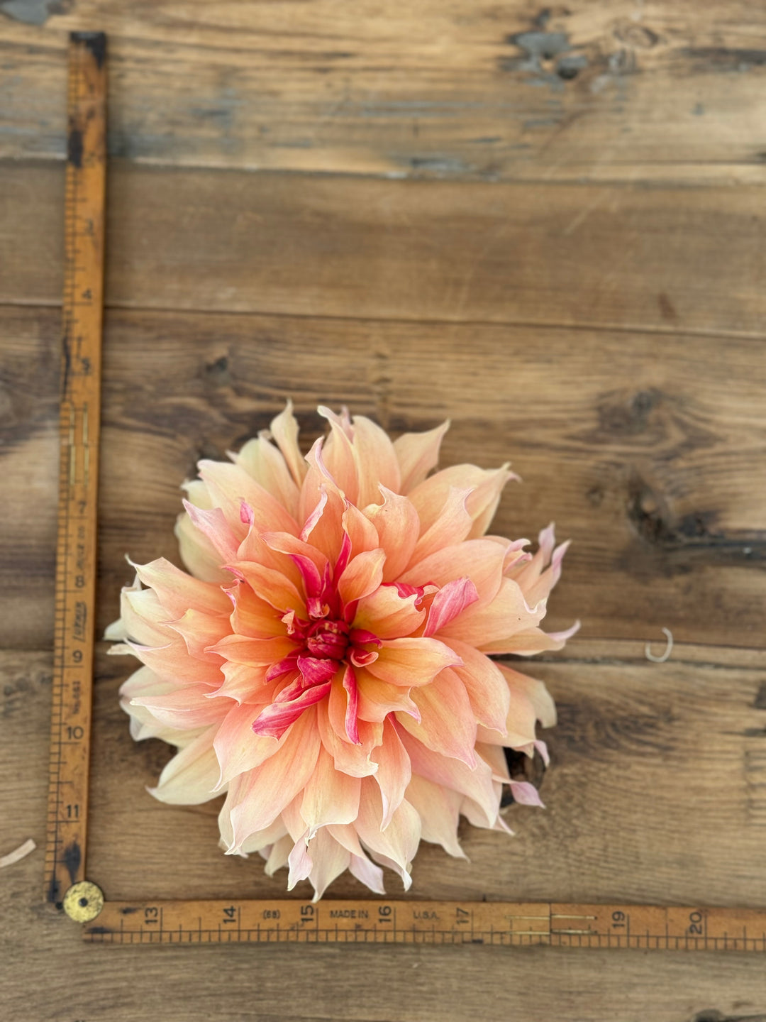 Labyrinth Dahlia Tuber – 8” Ruffled Peach-Pink Blooms – Almost Gone