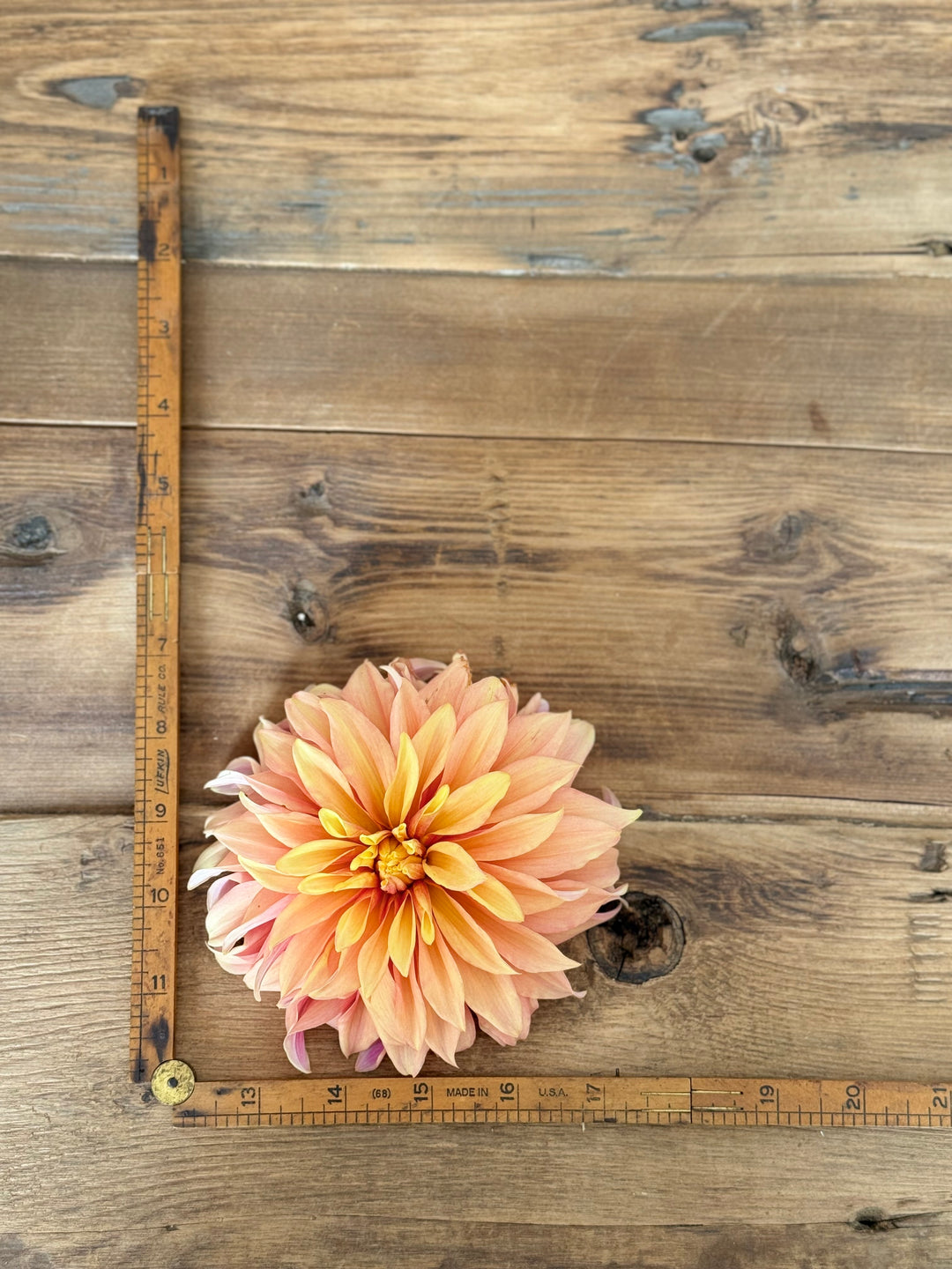 Tyrell Dahlia Tuber – Glowing Orange-Yellow Blooms – Only a Few Left Buy 4 GET 1 FREE!