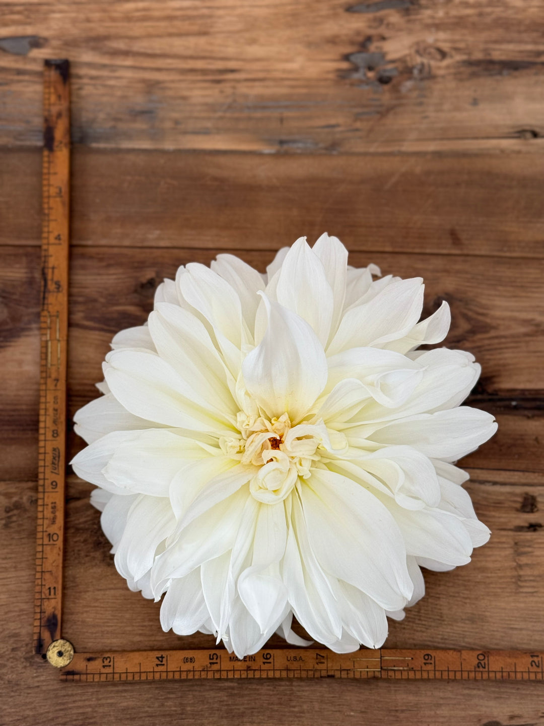 Fleurelle Dahlia Tuber – Rare 10” White Dinnerplate Blooms – Limited Stock - Buy 4 GET 1 FREE!