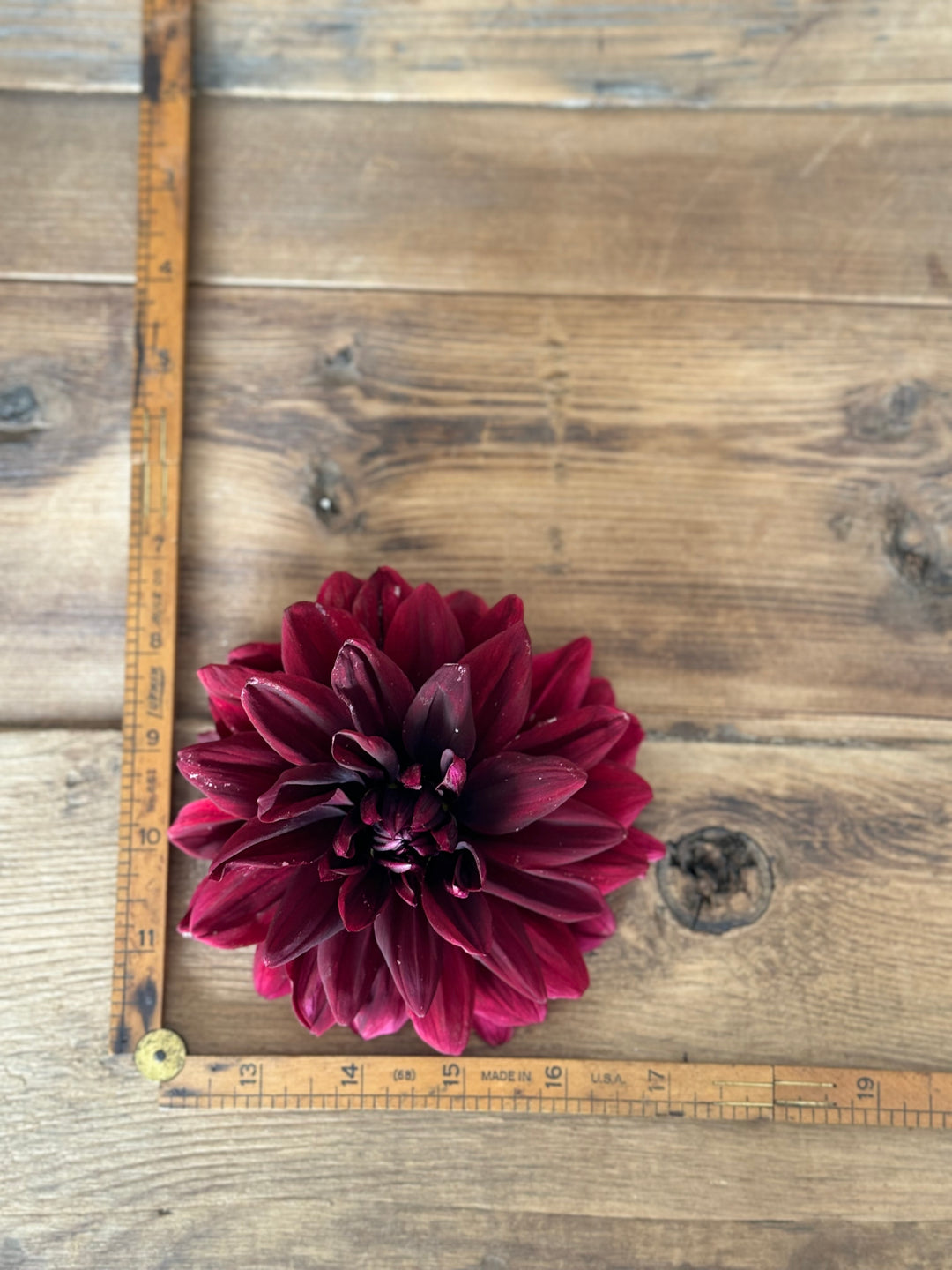 Sam Hopkins Dahlia Tuber – Deep Burgundy-Black Blooms – Limited Quantity