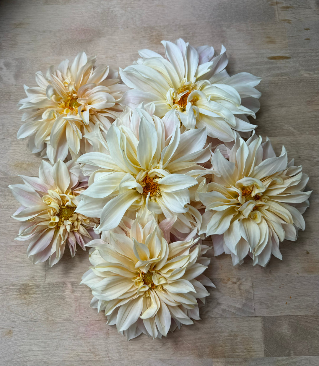 Café au Lait Dahlia Tuber – Creamy 10” Dinnerplate Blooms – Limited Quantity - Buy 4 GET 1 FREE!