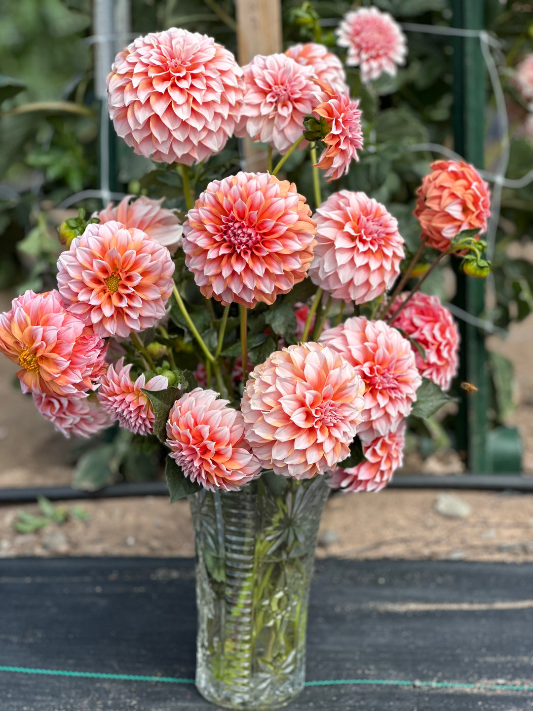 Peaches N’ Cream Dahlia Tubers