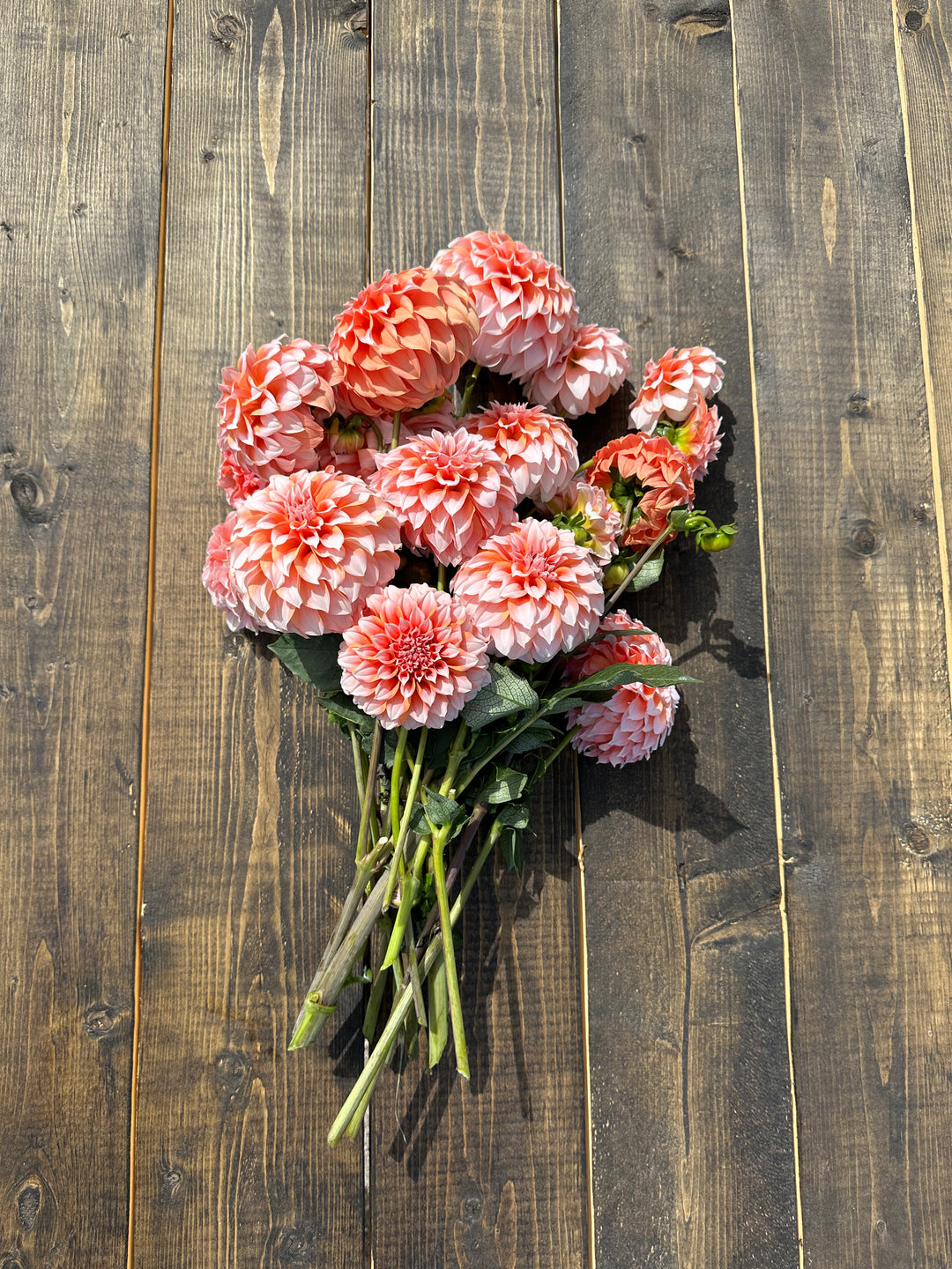 Peaches N’ Cream Dahlia Tubers
