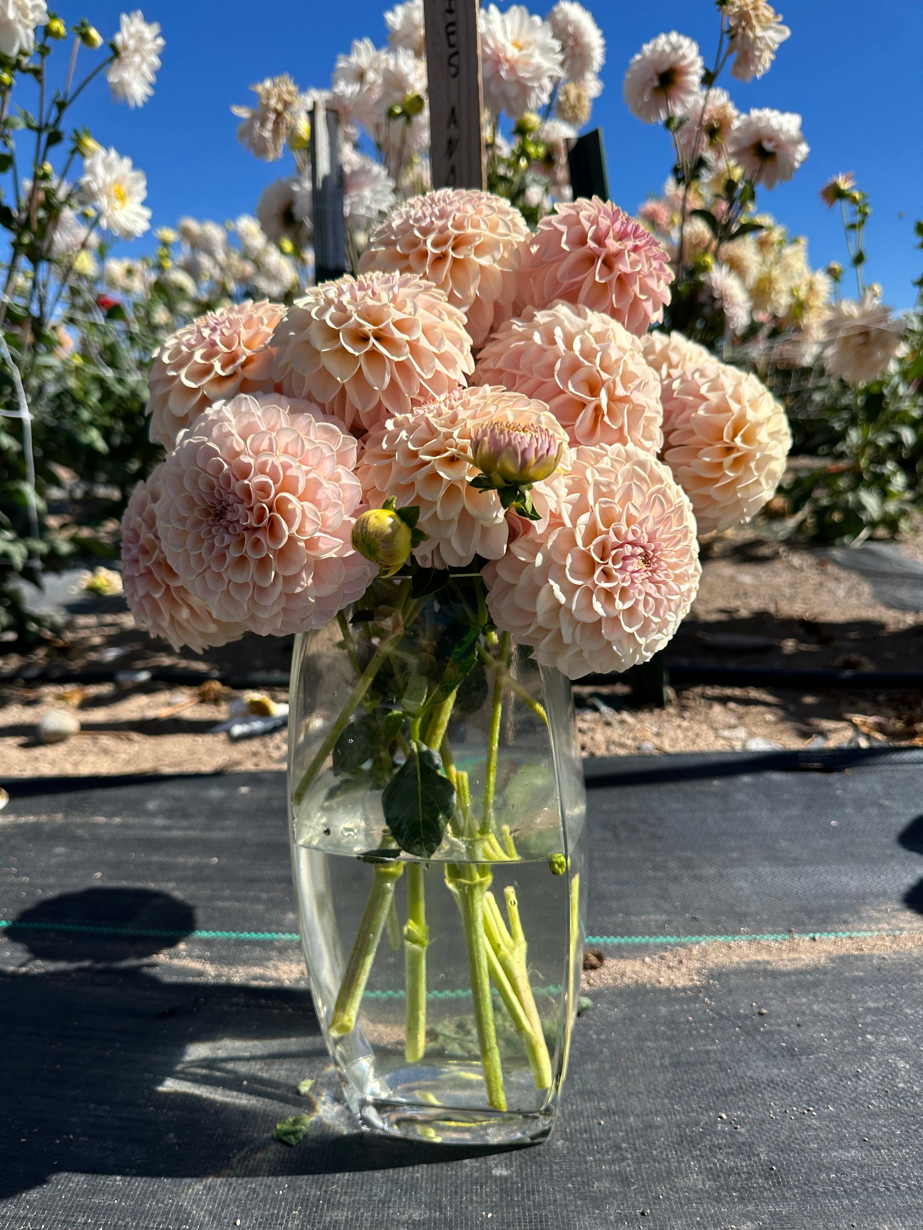 strawberries n cream dahlia tuber