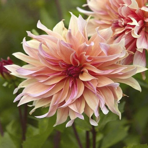 Bloomstead Farms Labyrinth Dahlia Cutting