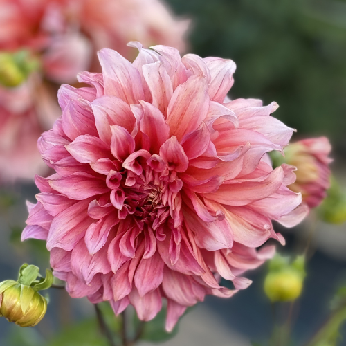 Fairway Spur Dahlia Tuber – Large Peach Dinnerplate Blooms  - Buy 4 GET 1 FREE!