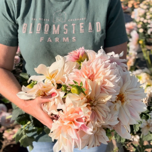 Mountain Meadow Mix Dahlia Tubers – Soft Cream & Lavender Blend