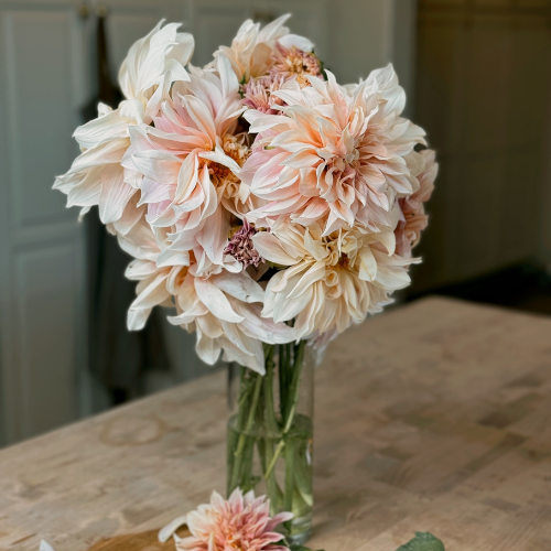 Mountain Meadow Mix Dahlia Tubers – Soft Cream & Lavender Blend