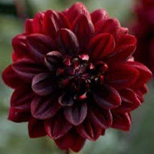 Sam Hopkins Dahlia Tuber – Deep Burgundy-Black Blooms – Limited Quantity