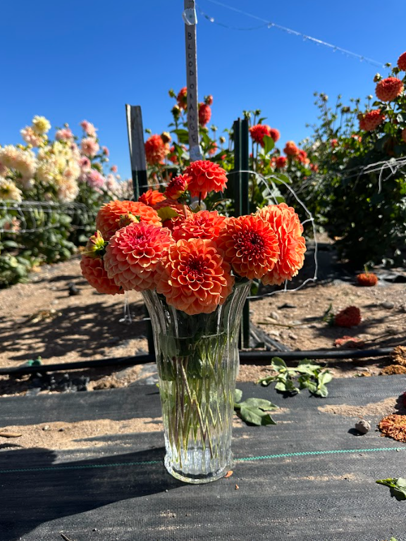 Brown Sugar Dahlia Cutting