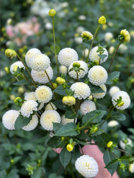 Small World Dahlia Cutting