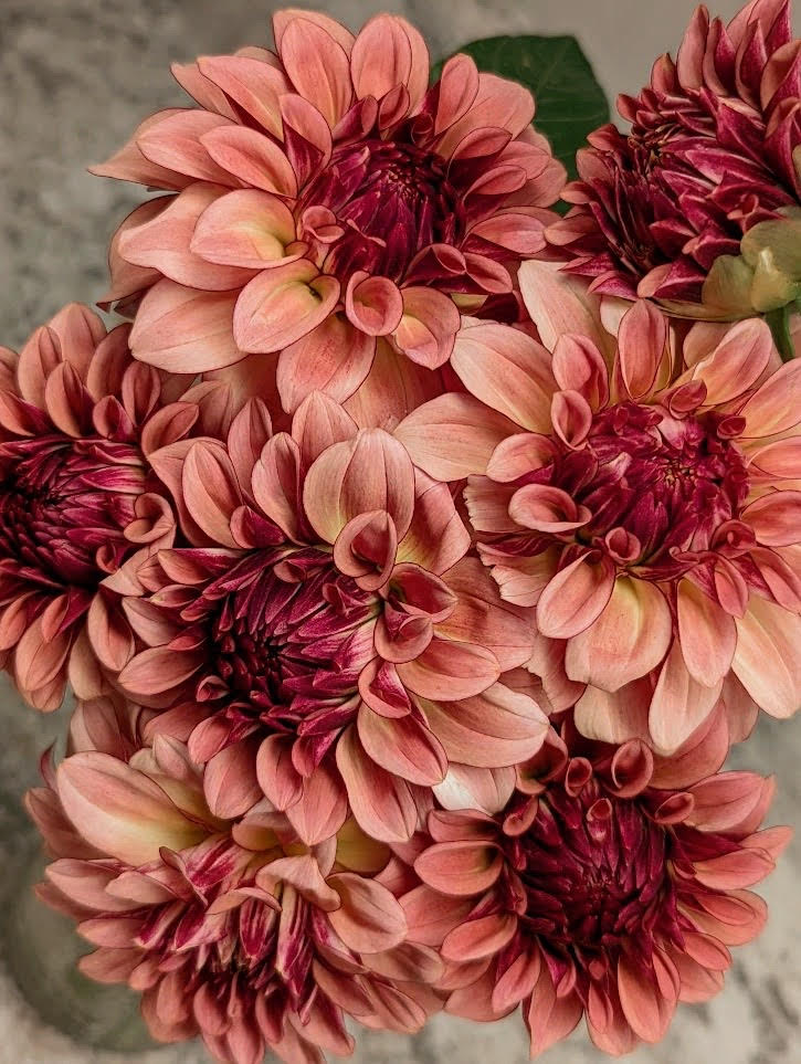 KA®️ Mocha Katie Dahlia Tuber - Rare Chocolate-Center Blooms – Limited Stock - Buy 4 GET 1 FREE!