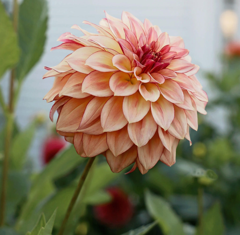 KA®️ Mocha Katie Dahlia Tuber - Rare Chocolate-Center Blooms